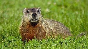 how to keep groundhogs out of the yard