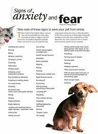 dog separation anxiety signs symptoms