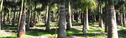 Miami Palm Trees Nursery Palmco Florida