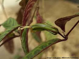 how to care for a lipstick plant