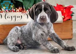 The german shorthaired pointer mix is not a purebred dog. Border Collie German Shorthaired Pointer Mix Puppies