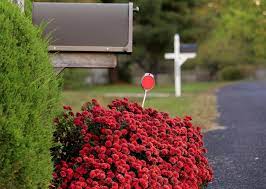 Mailbox Landscaping 101 A