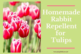 Homemade Rabbit Repellent For Tulips