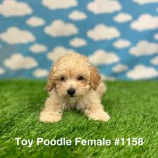 toy poodle just pets
