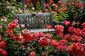 Rose Garden Images Browse 2 411 086