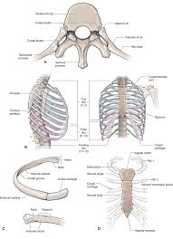 Atypical vertebrae are the vertebrae with modified structures due to their function and position. The Thoracic Spine Musculoskeletal Key