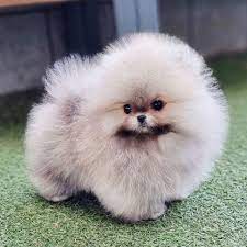 teacup pomeranian puppies dogs for