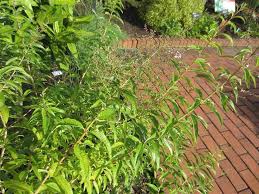 Aloysia citriodora can also be used to flavor culinary dishes like ice creams or marinades. Images Of Lemon Verbena Alousia Trifolia Growing Lemon Verbena Plants General Planting Growing Tips Growing Lemon Verbena Includes A Detailed Plant Profile For This Perennial Herb Cold Hardiness And Tips