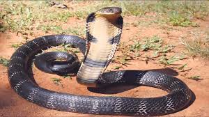 king cobra snake wallpapers hd