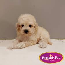 setia alam toy poodle light brown