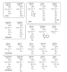 amino acids an overview