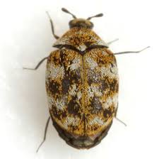 carpet beetle central exterminating co