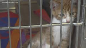 Maine coon adoptions, oakland, ca. Want To Adopt A Maine Dog Or Cat During The Coronavirus Pandemic Newscentermaine Com