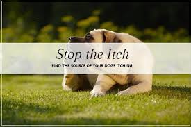 stop the itch pooch dog spa news