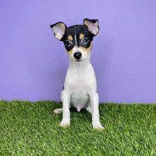 toy fox terrier puppies puyallup