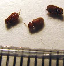 beetle vs carpet beetle 4