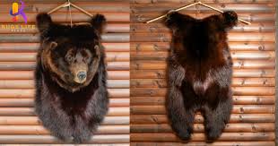 how to hang a bear skin rug on the wall