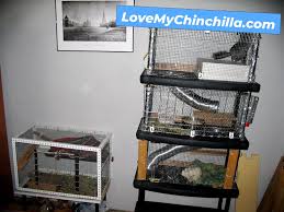 travelling with chinchillas