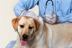 Dog Vaccination Schedule Doglers