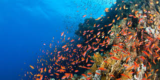 A Beginners Guide To Tropical Fish Identification Scuba