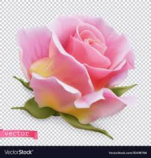 pink rose 3d realistic object royalty