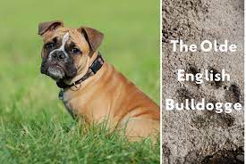 olde english bulldogge information and