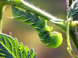 Tomato Hornworms How To Get Rid Of
