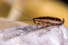 Depending on where your home is located and what is surrounding it, you may need to choose a different solution than others. The Essential Steps To Prep For Cockroach Control Services