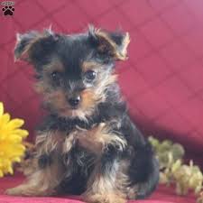 Get a boxer, husky, german shepherd, pug full yorkie pups, 2 males. Hope Teacup Yorkshire Terrier Puppy For Sale In Virginia