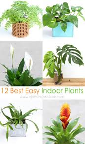 12 Best Air Purifying Indoor Plants You Won T Kill A Piece Of Rainbow