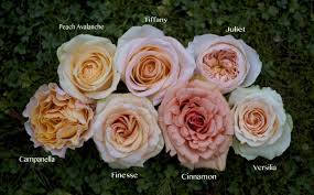 Its stunning petals are a true peach color. The Peach Rose Study Flirty Fleurs The Florist Blog Inspiration For Floral Designers