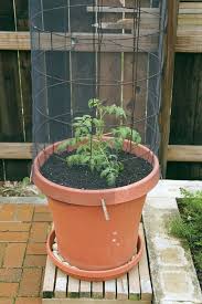 How To Grow Tomatoes In Containers