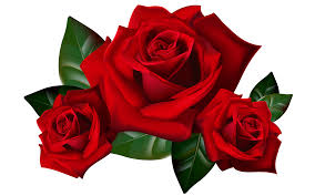 red roses png clipart picture hd