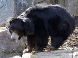 Sloth Bear Wikipedia
