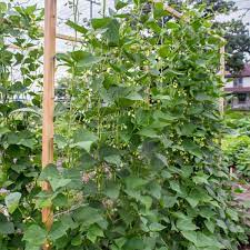 growing beans in the home garden