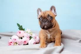 a french bulldog puppy on a blue background