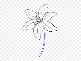 lily flower drawing easy clipart
