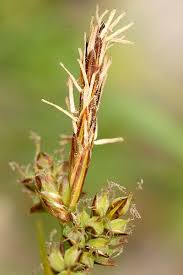 Carex pilulifera – Wikipédia, a enciclopédia livre