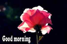 43 good morning love rose images