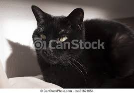 He gets into fights with neighborhood cats often and comes home with scratches and bruises quite often, and can turn in an instant on us humans. Black Cat With Lump On Muzzle Black Cat With Visible Lump Tumor On The Lip Canstock