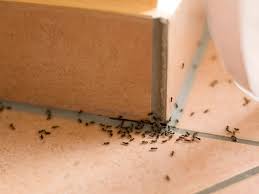 Résultats de recherche d'images pour « infestation de fourmis dans les maison photo »