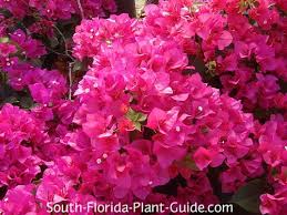 Guide To Florida Landscape Plants For