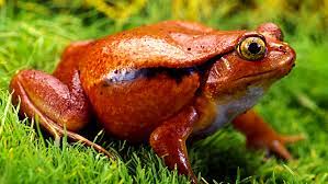 Tomato Frog Care Sheet & Pet Guide - FrogPets