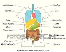 Internal Organs Latin Terms Anatomy Chart Clipart