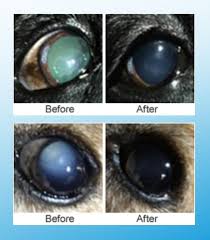 lanosterol eye drops for pet s