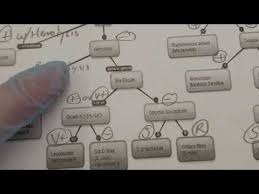Microbiology Bacteria Identification Flowchart Of