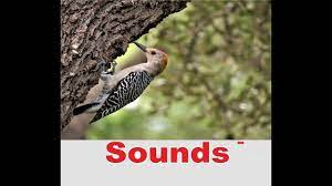 I found these downy woodpeckers in my backyard sitting on my peanut feeder. Woodpecker Sound Effects All Sounds Youtube