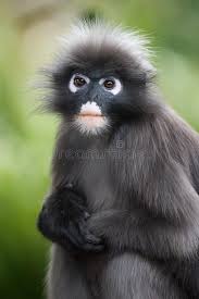 The word langur is derived. Dusky Leaf Monkey Langur Portrait Stock Image Image Of Langur Monkey 80428127
