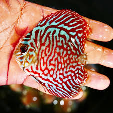 Discus fish in aquarium red turquoise discus fish symphysodon also called cichlid. Red Tiger Turquoise Discus Discus Com
