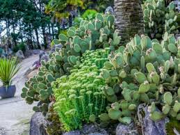 cactus garden beds creating a raised